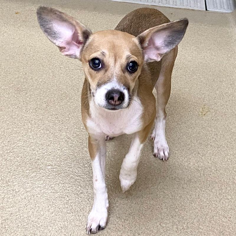 Enlarge Buggs #22469, a ADOPTABLE mixed breed in Monroe, GA image 1/1