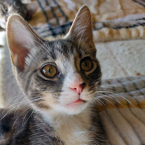 Seren, an adopted Domestic Short Hair in Crystal Lake, IL_image-1