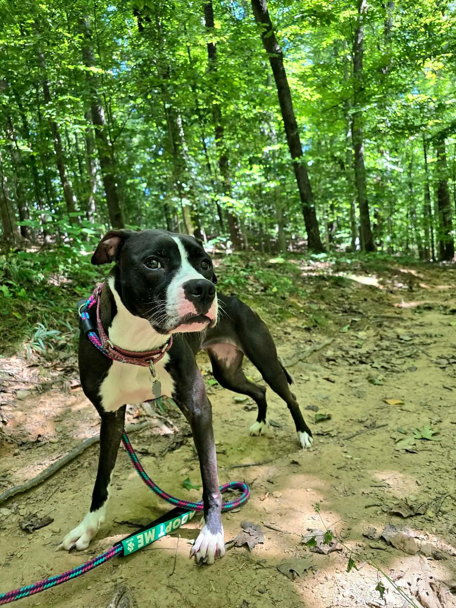 Comet (fka Godiva), Adoptable, Young Female Pit Bull Terrier.