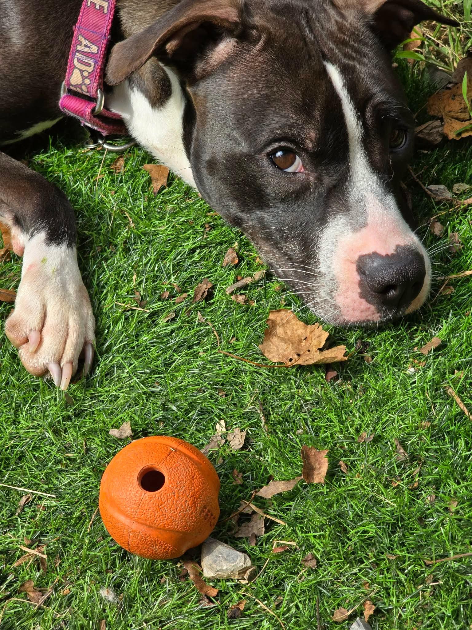 Enlarge Comet (fka Godiva), a Adoptable Pit Bull Terrier in Rockville, MD image 2/3