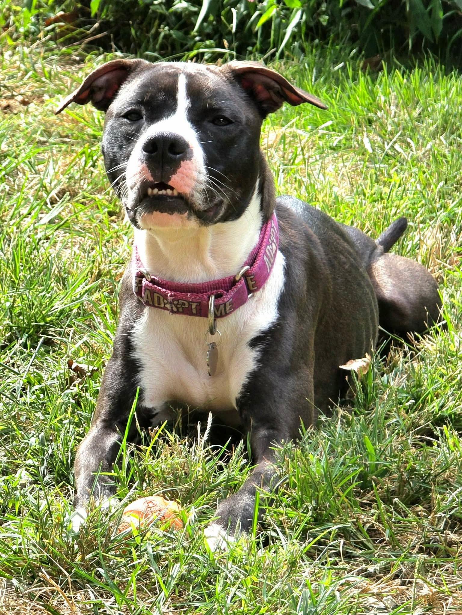 Enlarge Comet (fka Godiva), a Adoptable Pit Bull Terrier in Rockville, MD image 3/3