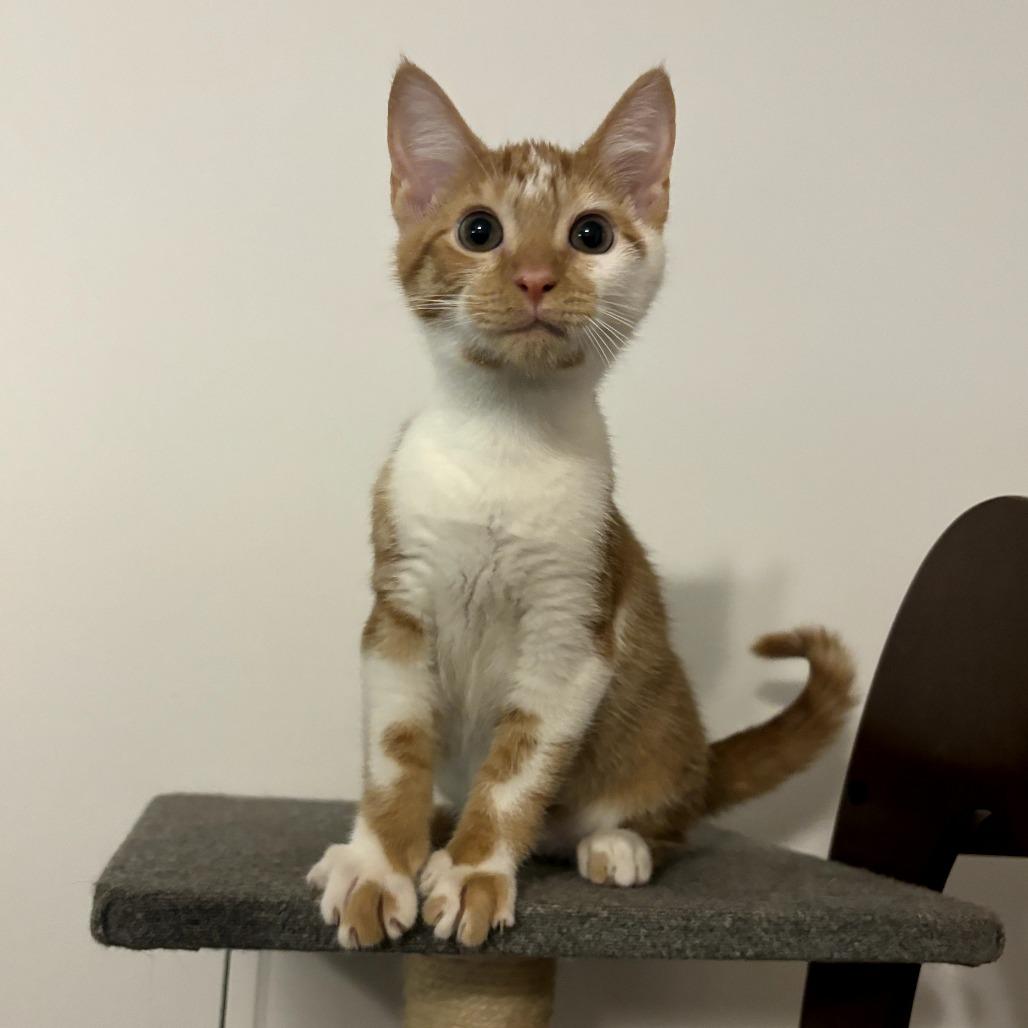 Sweet Potato, a Adoptable Domestic Short Hair in Simpsonville, SC image 1/3