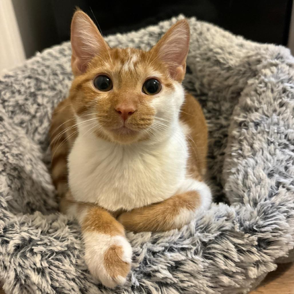 Sweet Potato, Adoptable, Kitten Male Domestic Short Hair.