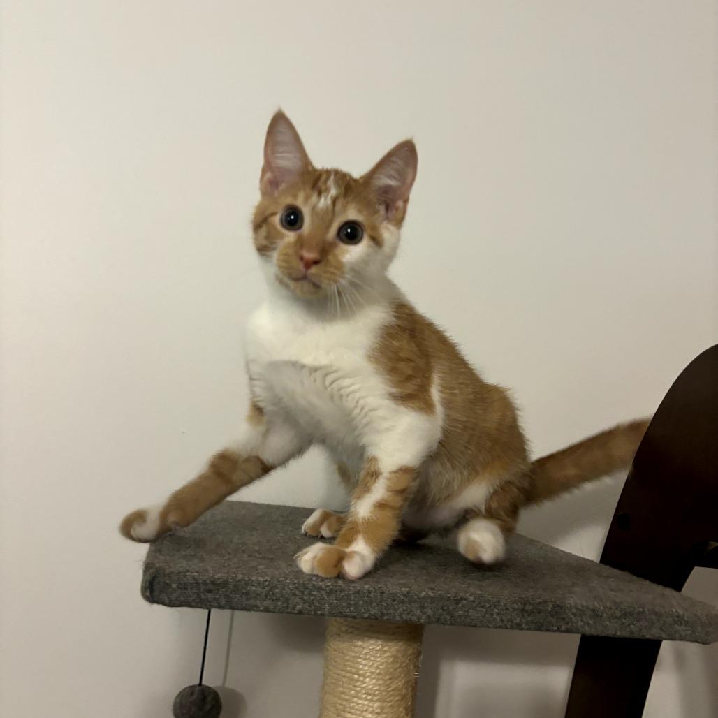 Sweet Potato, a Adoptable Domestic Short Hair in Simpsonville, SC image 2/3