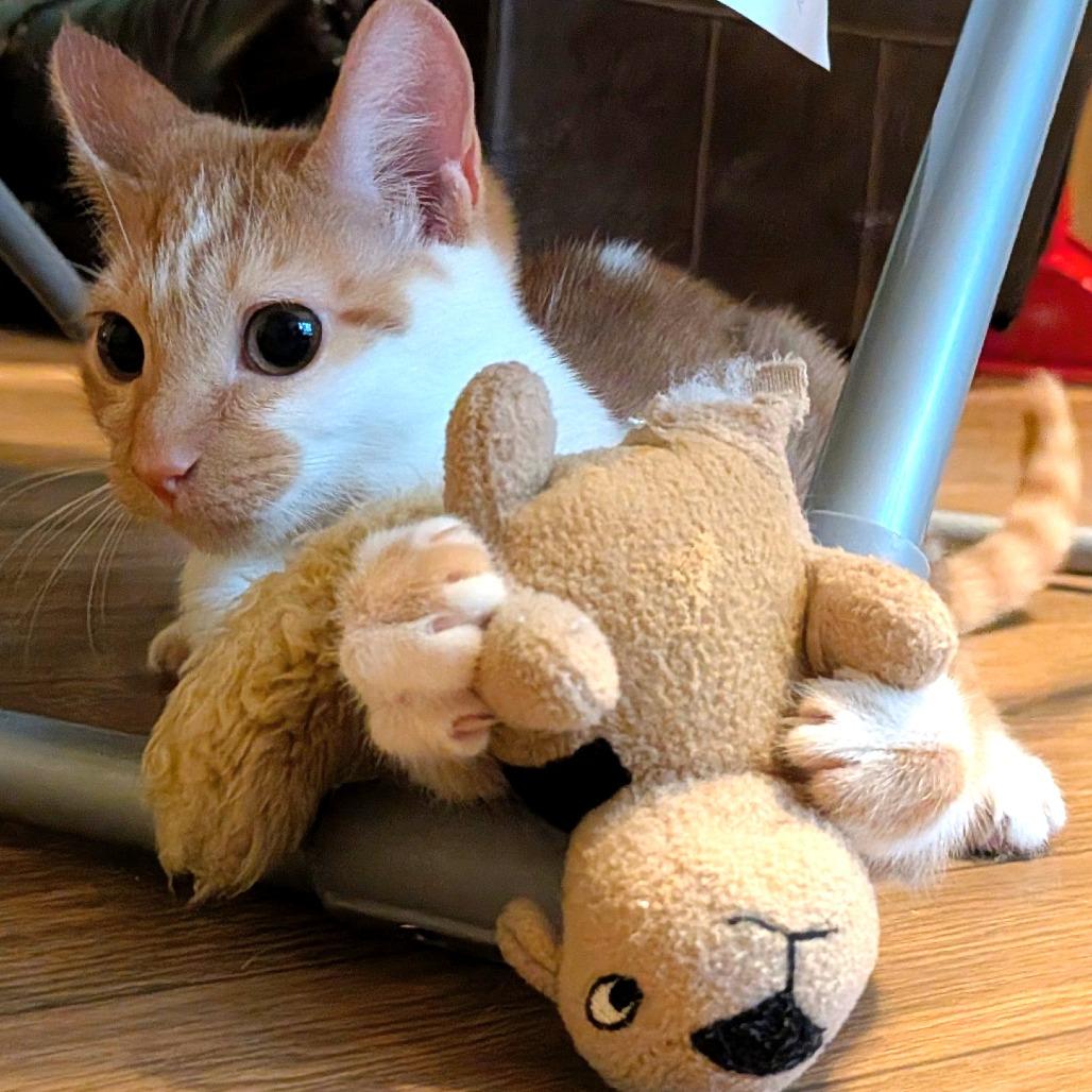 Enlarge Sweet Potato, a Adoptable Domestic Short Hair in Simpsonville, SC image 3/6