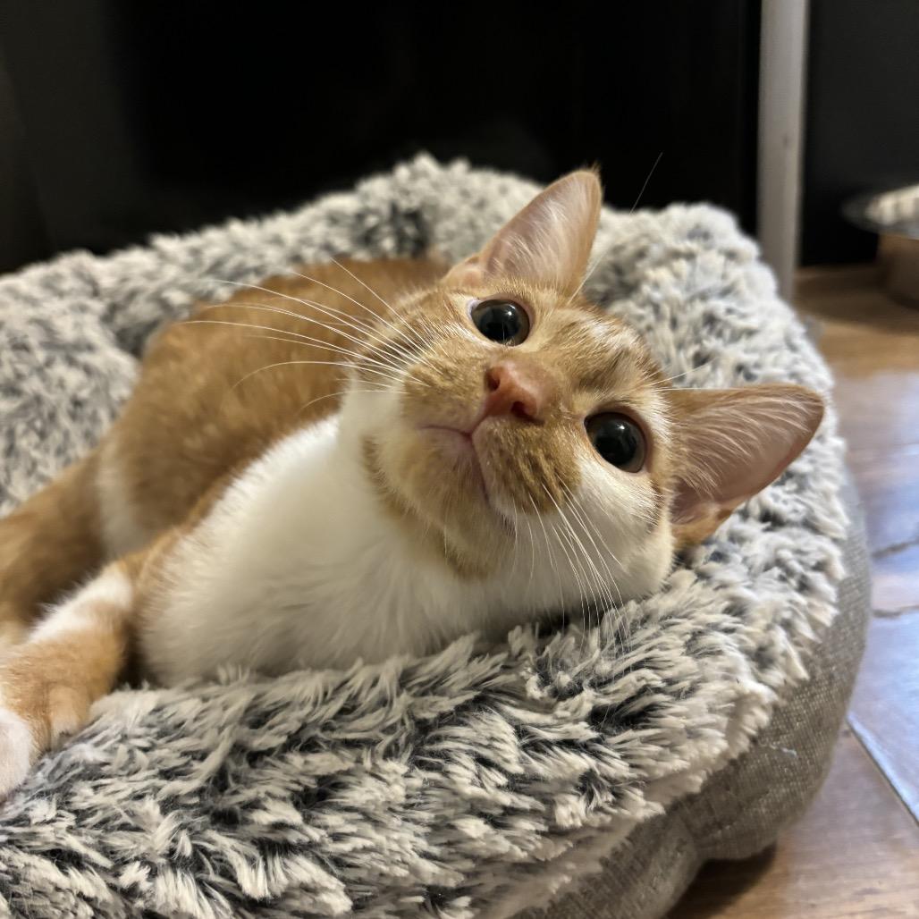 Enlarge Sweet Potato, a Adoptable Domestic Short Hair in Simpsonville, SC image 4/6