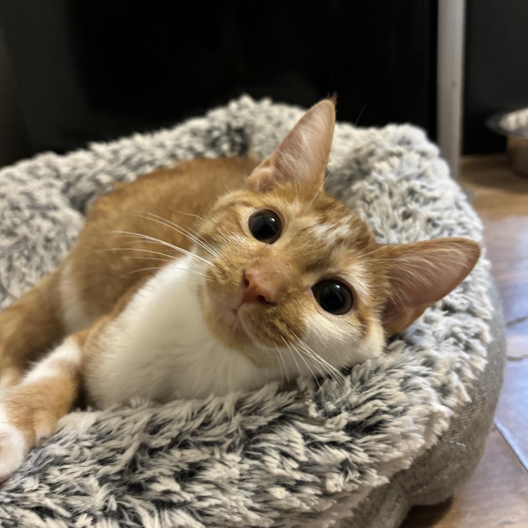 Enlarge Sweet Potato, a Adoptable Domestic Short Hair in Simpsonville, SC image 5/6