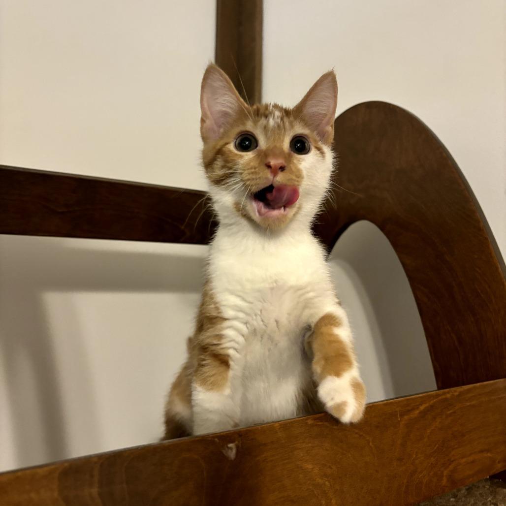 Sweet Potato, a Adoptable Domestic Short Hair in Simpsonville, SC image 3/3