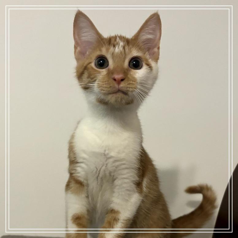 Enlarge Sweet Potato, a Adoptable Domestic Short Hair in Simpsonville, SC image 3/3