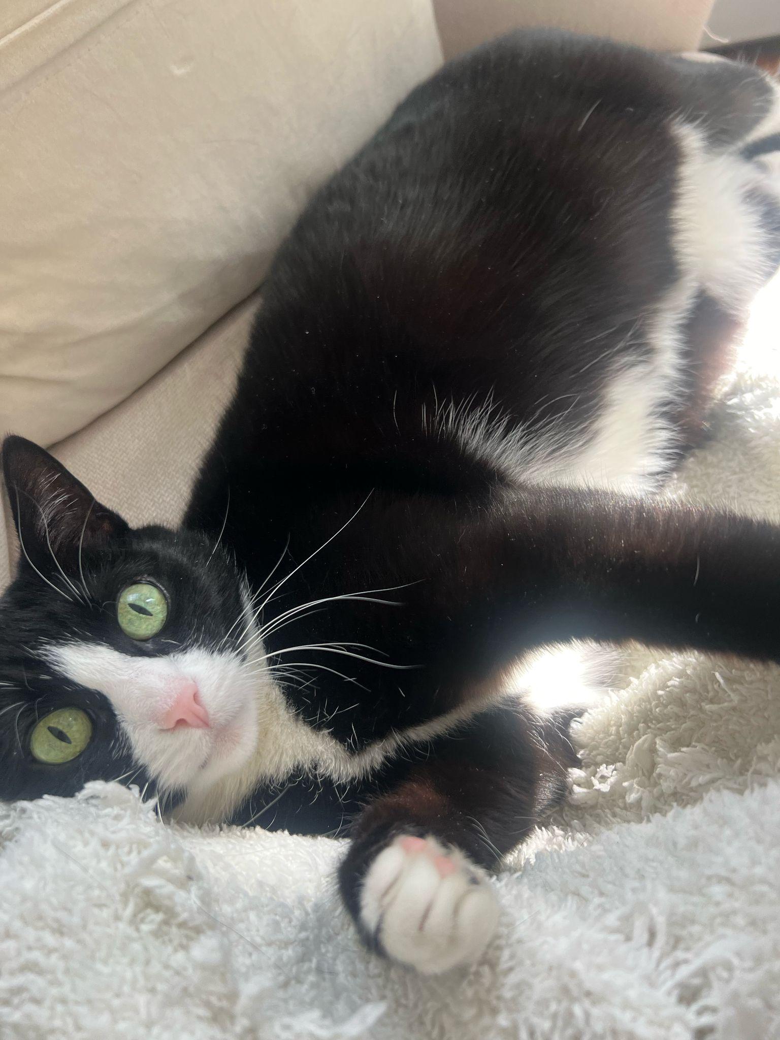 Binx, a Adoptable Domestic Short Hair in Jersey City, NJ image 1/5