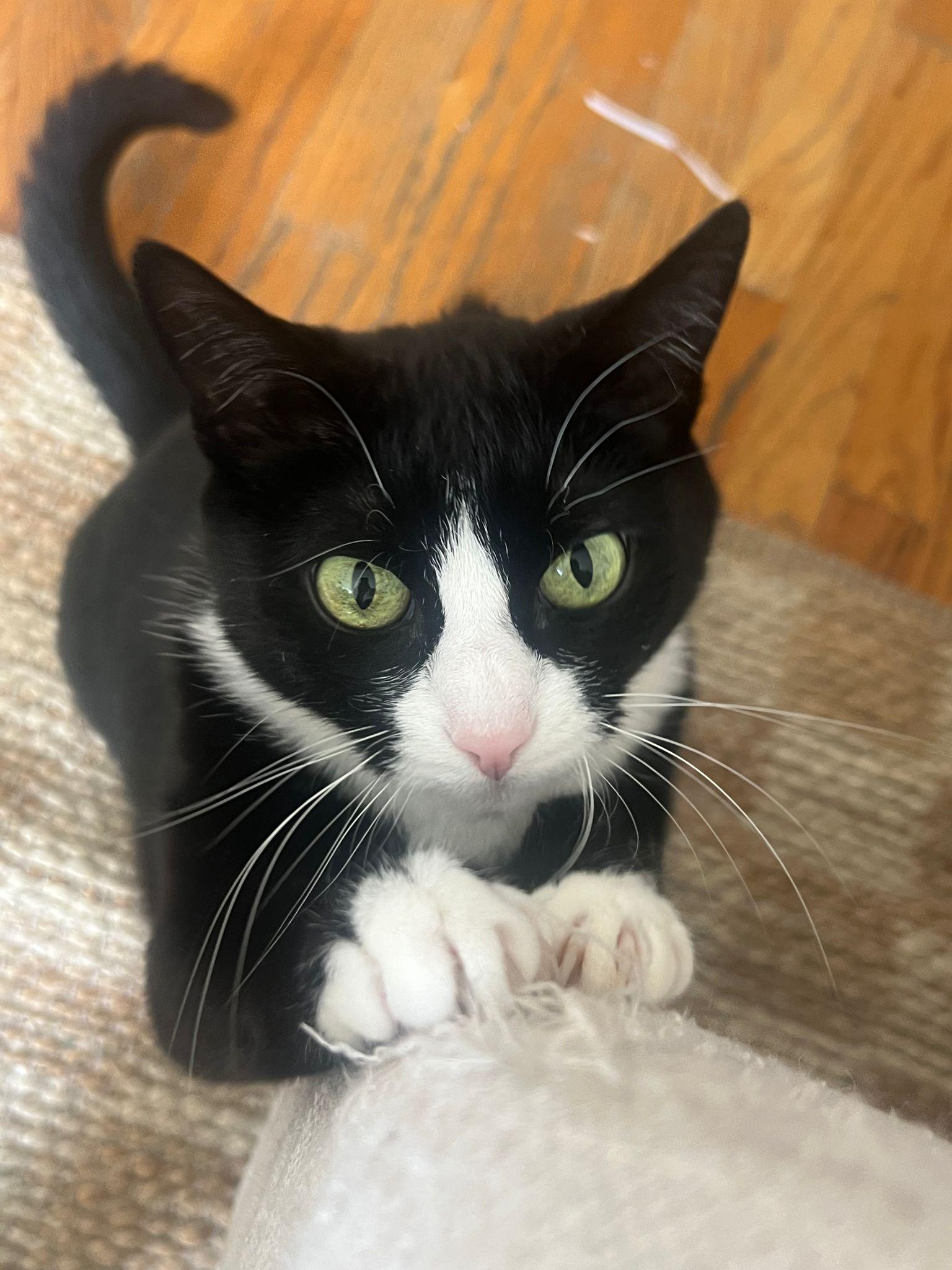 Binx, Adoptable, Adult Female Domestic Short Hair.