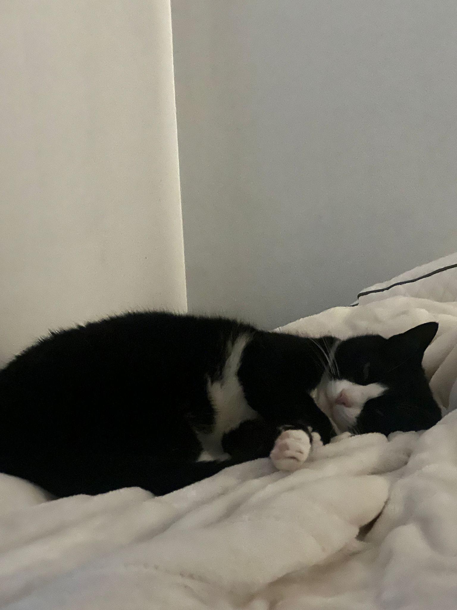 Binx, a Adoptable Domestic Short Hair in Jersey City, NJ image 2/5