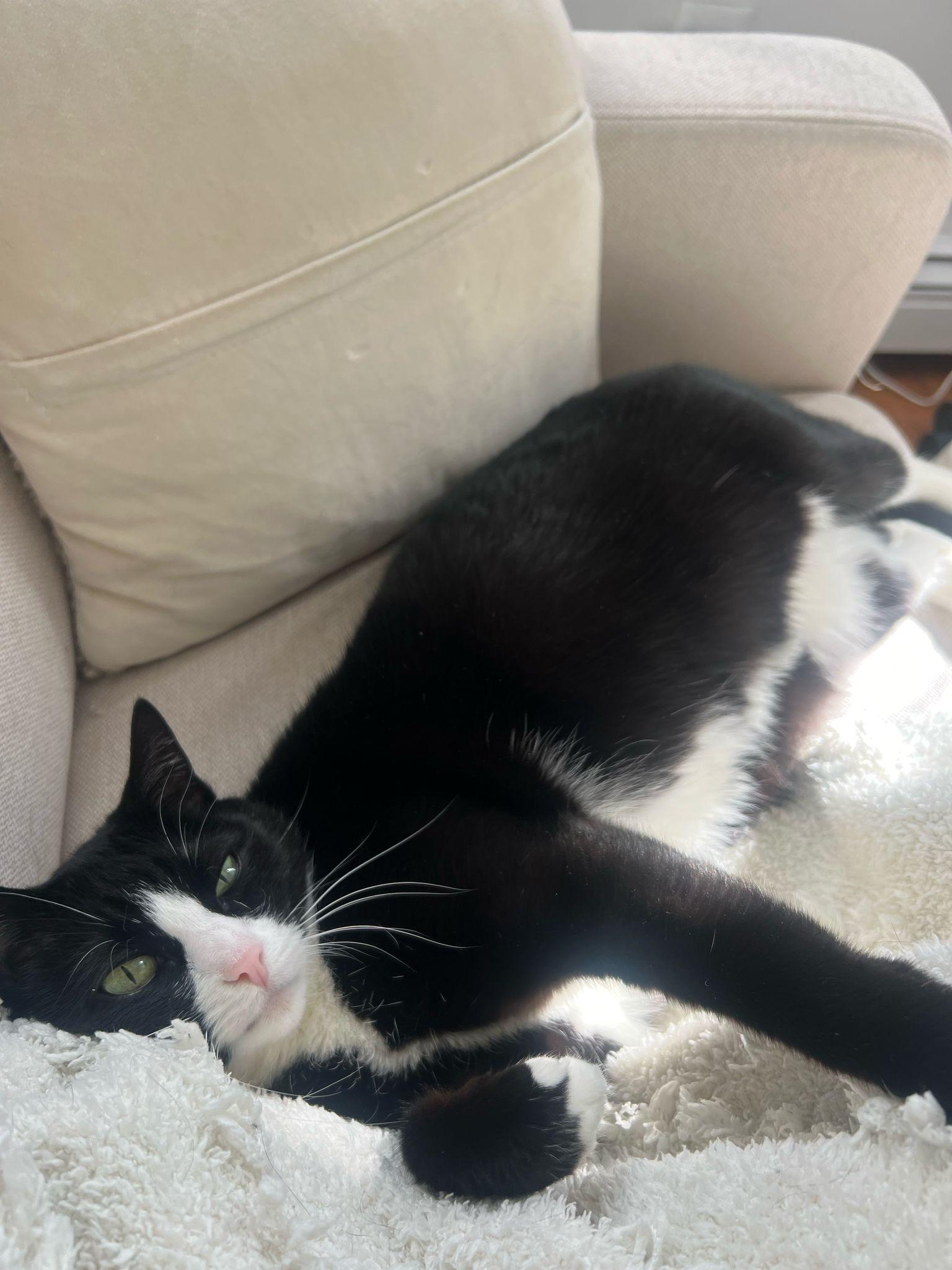 Binx, a Adoptable Domestic Short Hair in Jersey City, NJ image 3/5