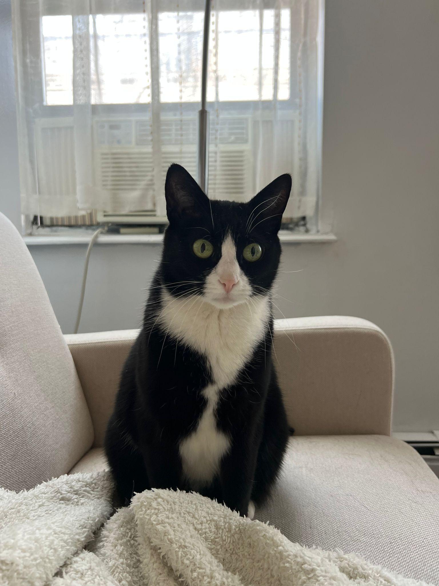 Binx, a Adoptable Domestic Short Hair in Jersey City, NJ image 4/5