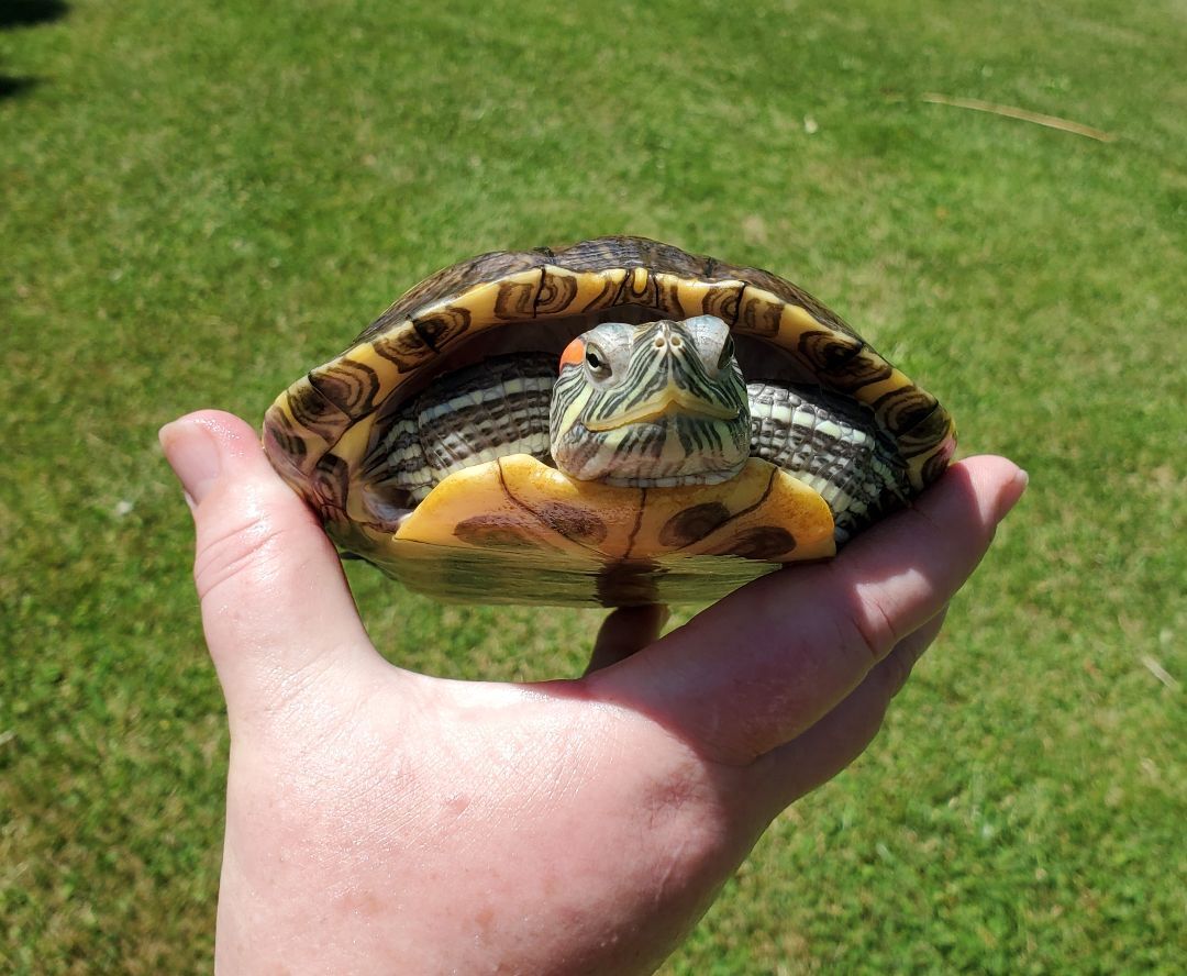 Oaklyn R Slider (water turtle), a Adoptable Red-Eared Slider in Baltimore, MD image 1/12