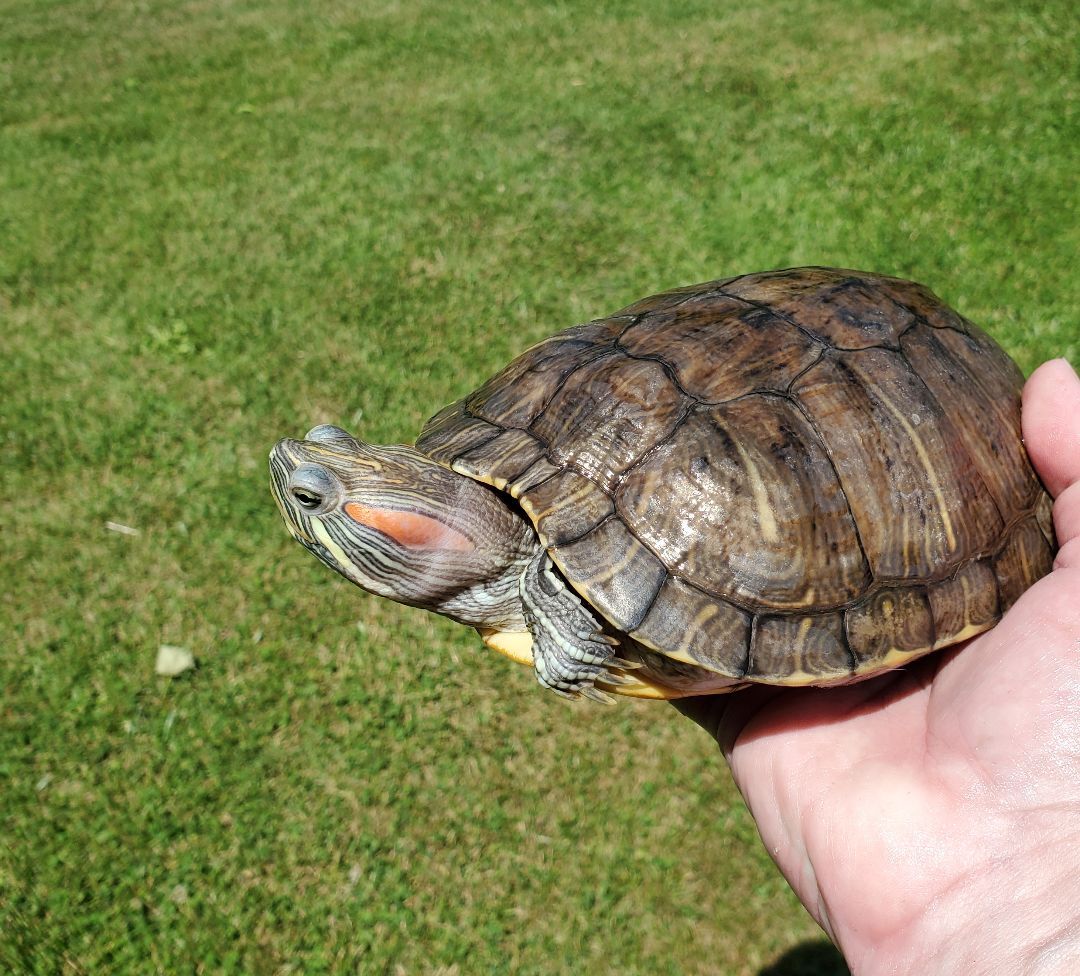 Oaklyn R Slider (water turtle), a Adoptable Red-Eared Slider in Baltimore, MD image 2/12