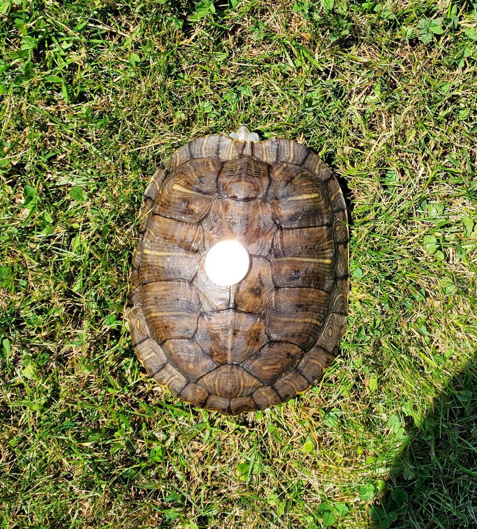 Oaklyn R Slider (water turtle), a Adoptable Red-Eared Slider in Baltimore, MD image 3/12