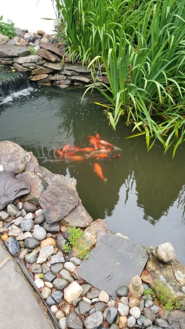 Oaklyn R Slider (water turtle), a Adoptable Red-Eared Slider in Baltimore, MD image 4/12