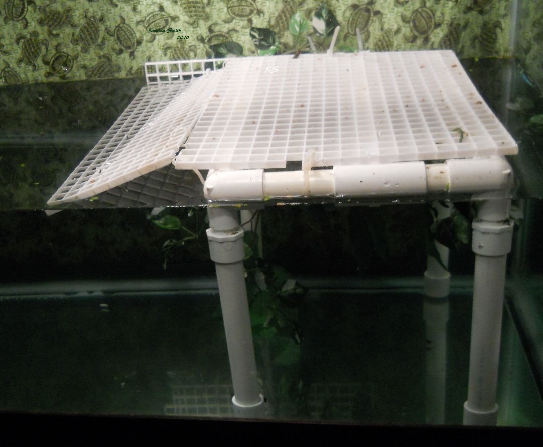 Oaklyn R Slider (water turtle), a Adoptable Red-Eared Slider in Baltimore, MD image 6/12