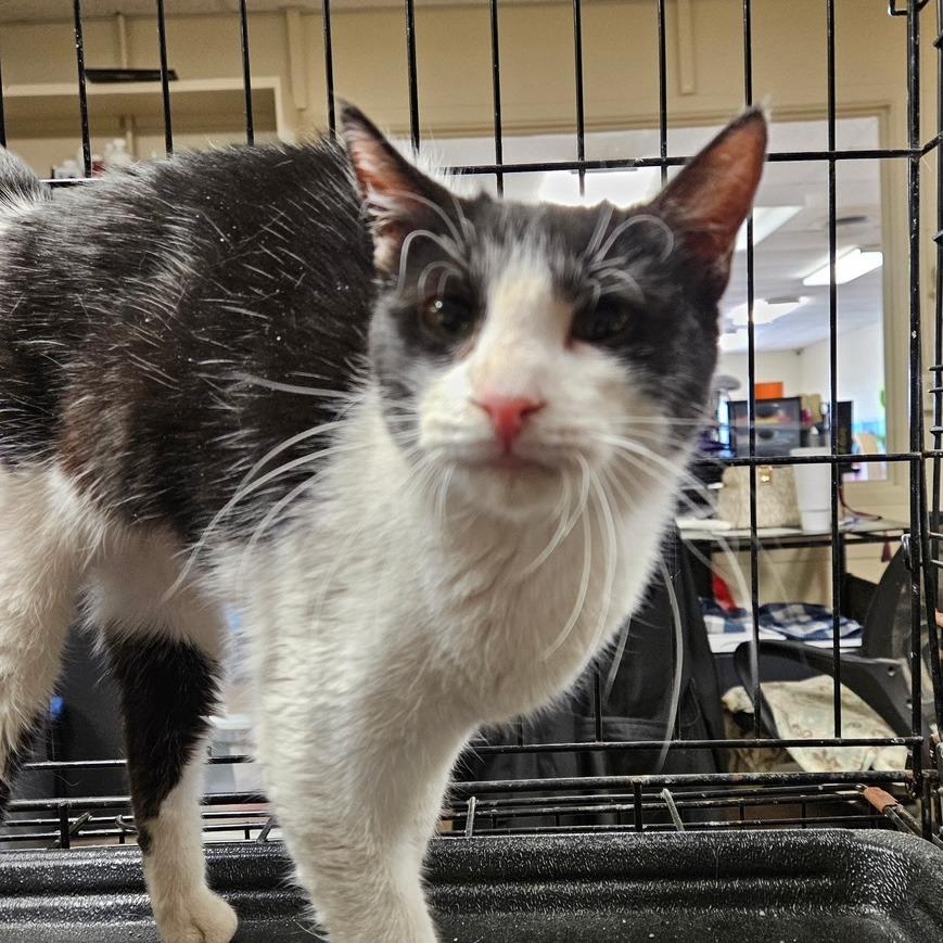 Mouse, a Adoptable Domestic Short Hair in Midland, TX image 1/2