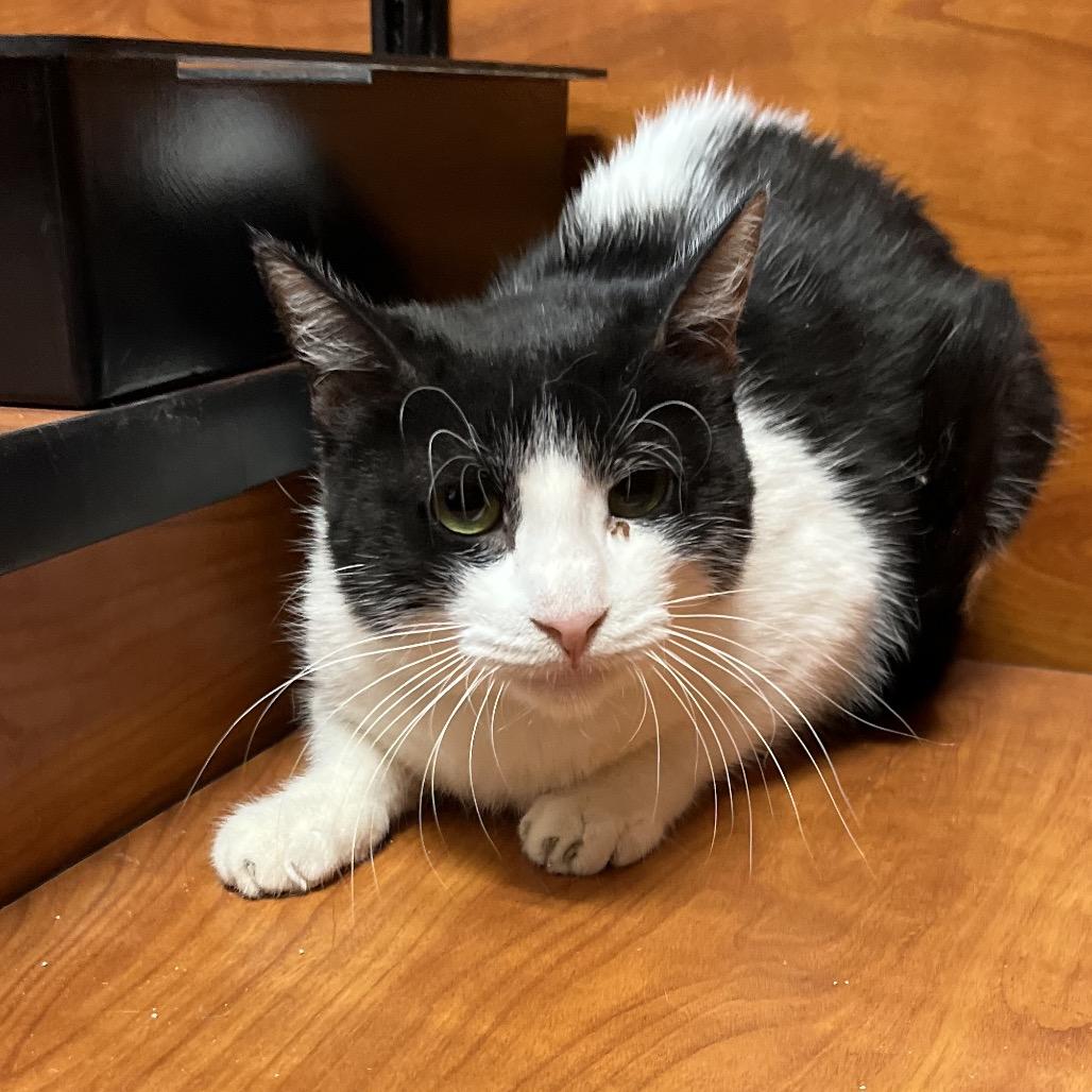 Mouse, a Adoptable Domestic Short Hair in Midland, TX image 2/2