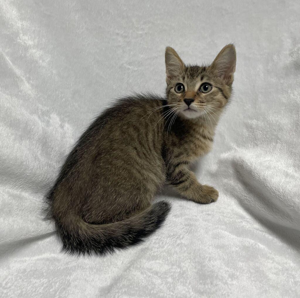 Maxx, ADOPTABLE, Kitten Male Domestic Short Hair.
