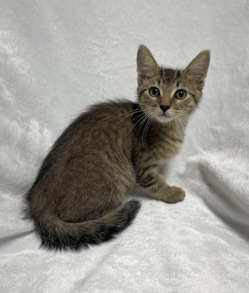 Enlarge Maxx, a ADOPTABLE Domestic Short Hair in Jackson, MI image 6/6