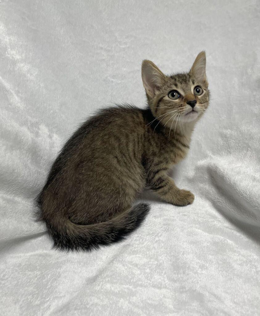 Enlarge Maxx, a ADOPTABLE Domestic Short Hair in Jackson, MI image 4/6