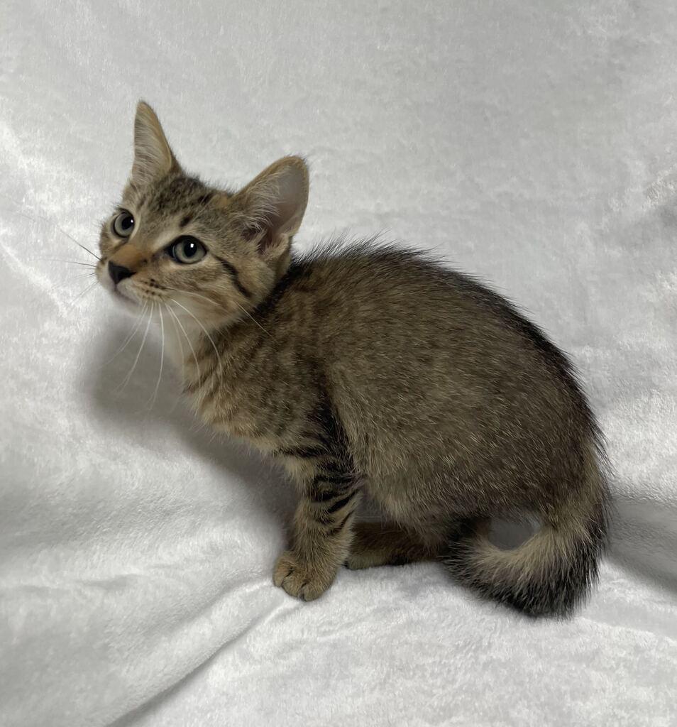 Enlarge Maxx, a ADOPTABLE Domestic Short Hair in Jackson, MI image 2/6