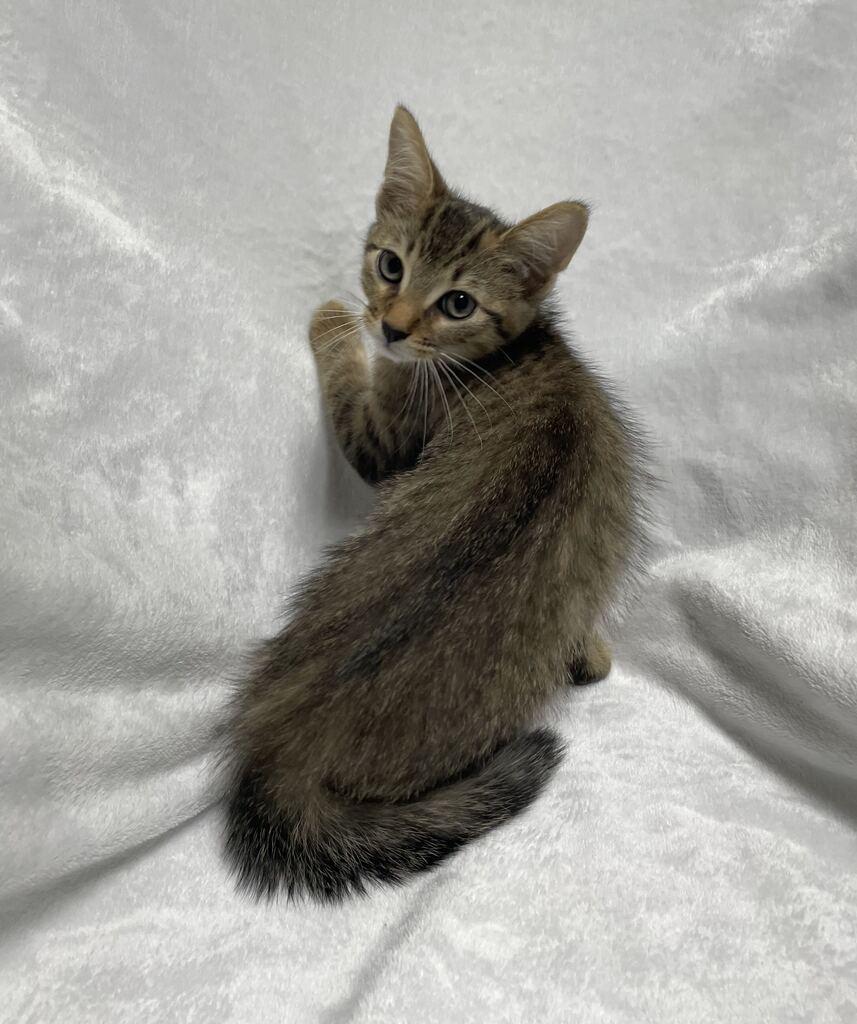 Enlarge Maxx, a ADOPTABLE Domestic Short Hair in Jackson, MI image 5/6