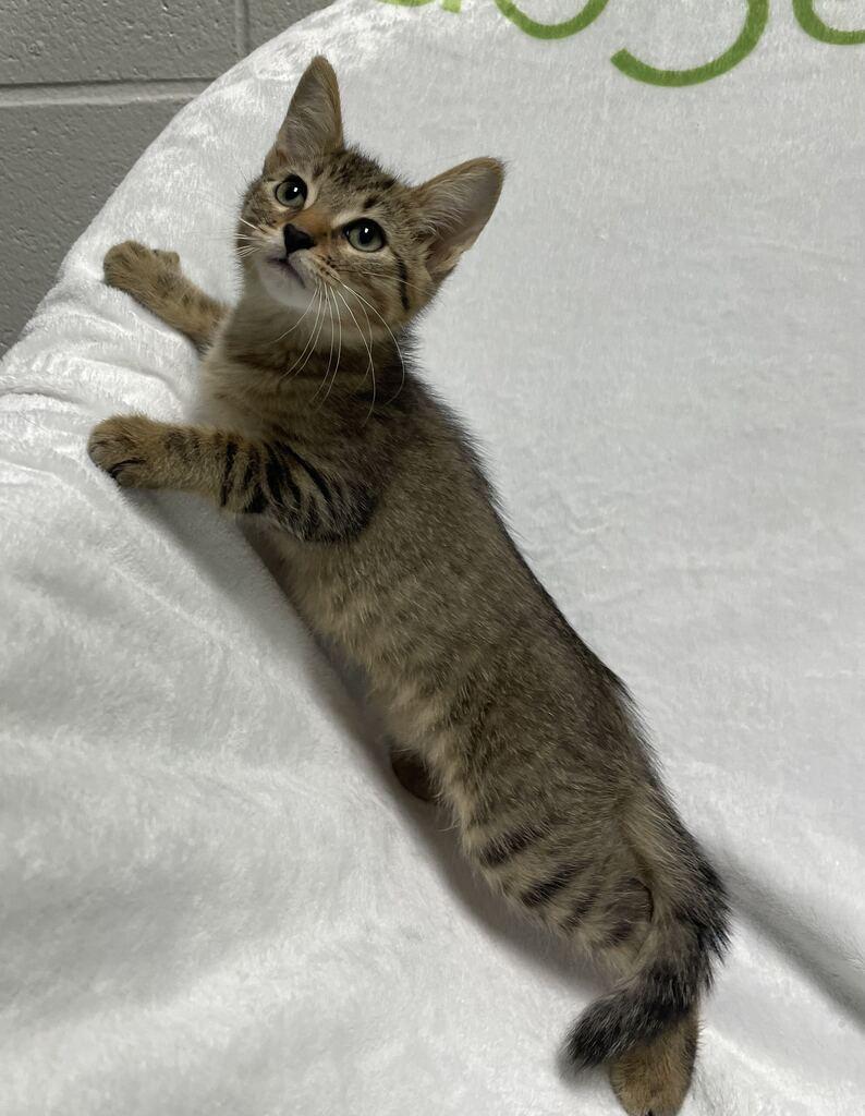Enlarge Maxx, a ADOPTABLE Domestic Short Hair in Jackson, MI image 3/6
