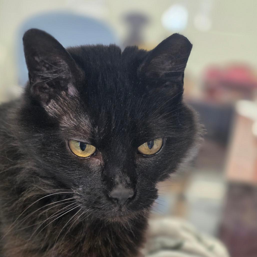 Zendaya, Adoptable, Senior Female Domestic Medium Hair.
