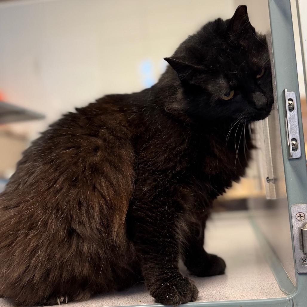 Enlarge Zendaya, a Adoptable Domestic Medium Hair in Huntsville, AL image 2/3