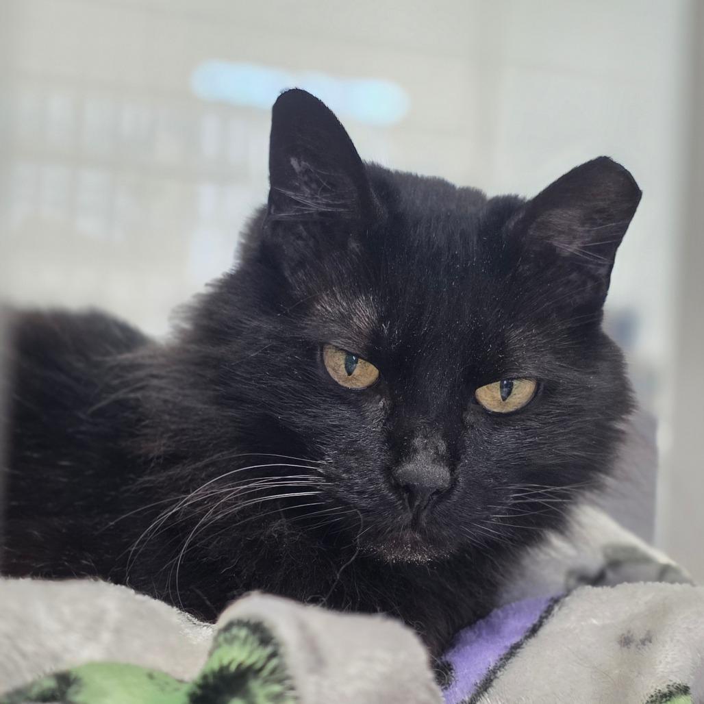 Enlarge Zendaya, a Adoptable Domestic Medium Hair in Huntsville, AL image 3/3
