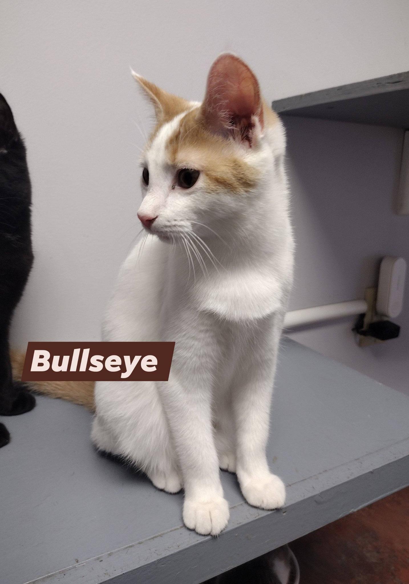 Enlarge Bullseye, a ADOPTABLE Domestic Short Hair in Monroe, OH image 1/1