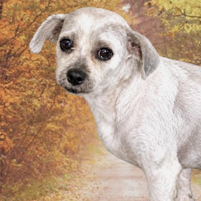 Enlarge Swiffer, a Adoptable mixed breed in Westfield, NY image 2/6