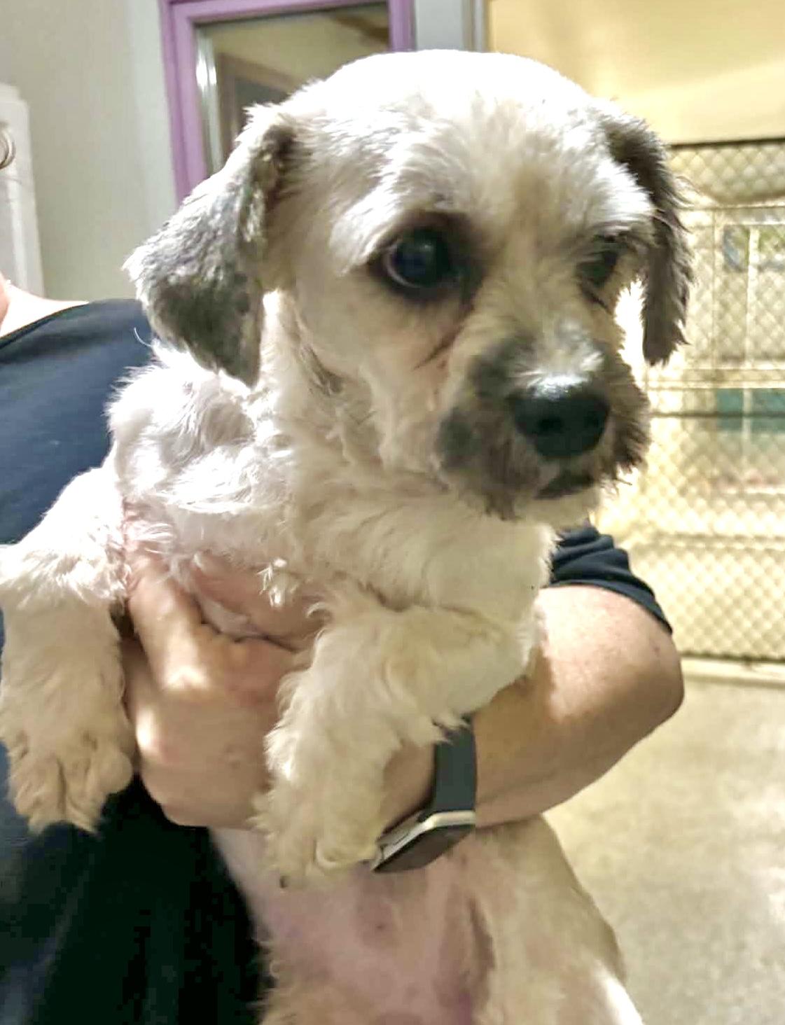 Enlarge Swiffer, a Adoptable mixed breed in Westfield, NY image 6/6