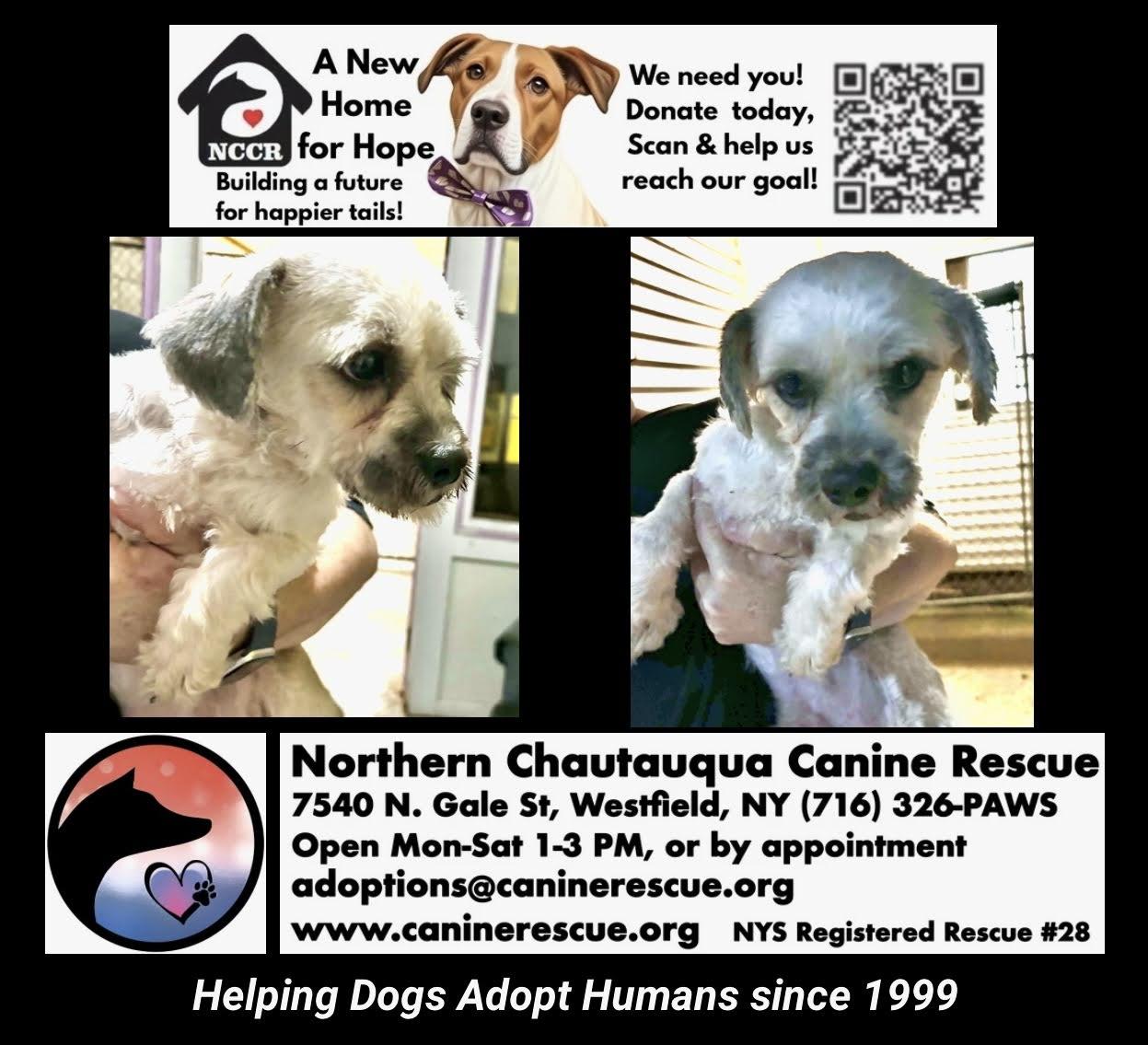 Enlarge Swiffer, a Adoptable mixed breed in Westfield, NY image 4/6