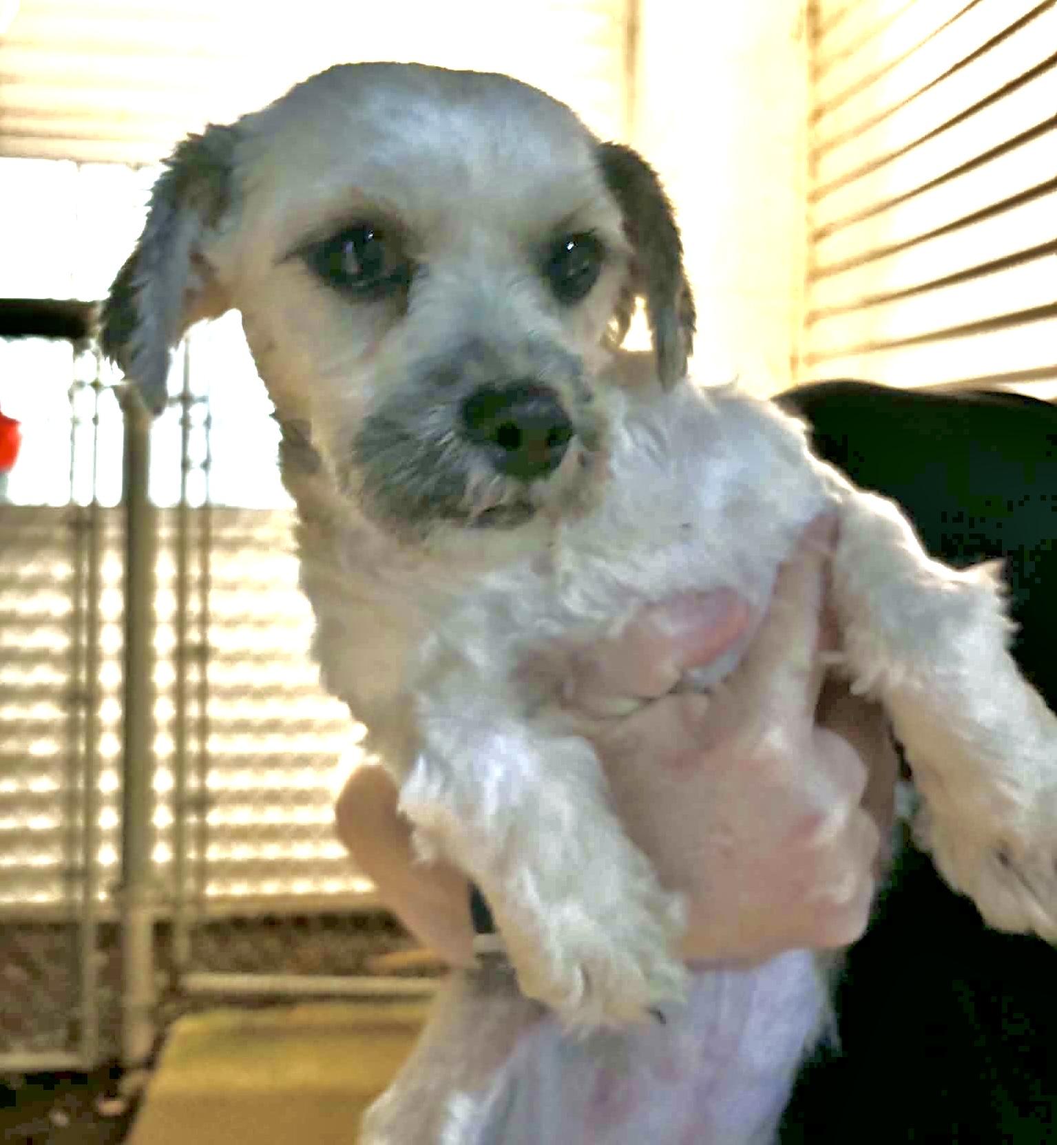 Enlarge Swiffer, a Adoptable mixed breed in Westfield, NY image 3/6