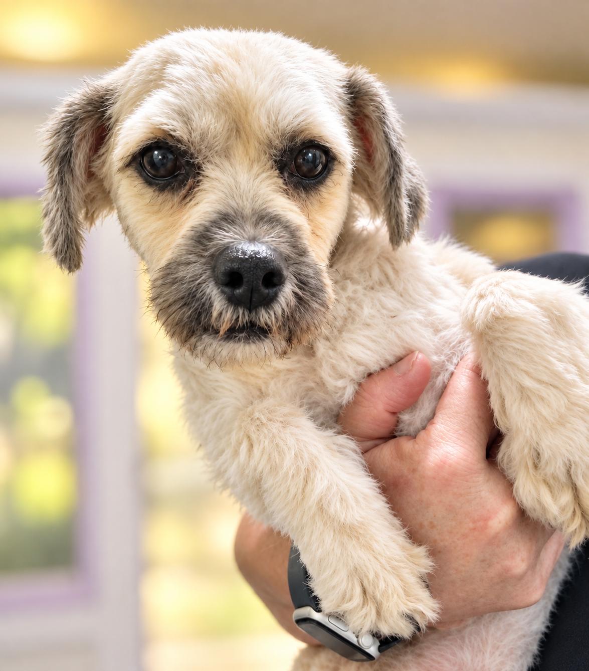 Swiffer, Adoptable, Adult Male Miniature Poodle & Shih poo.