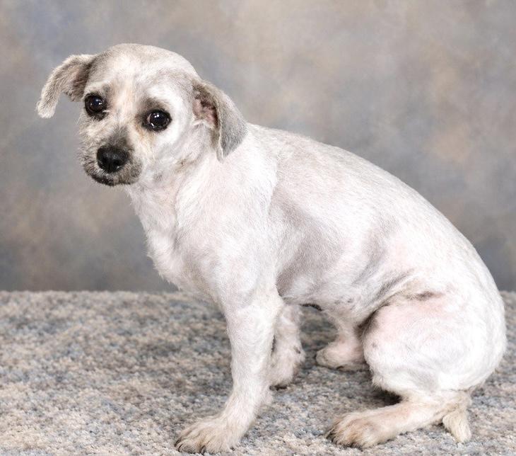 Enlarge Swiffer, a Adoptable mixed breed in Westfield, NY image 5/6