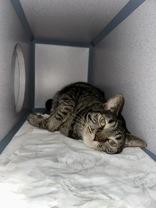 Enlarge Sofia, a Adoptable mixed breed in McCook, NE image 3/5