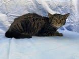 Enlarge Sofia, a Adoptable mixed breed in McCook, NE image 5/5