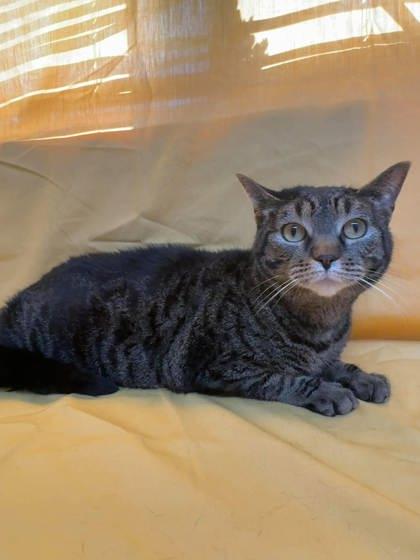 Sofia, Adoptable, Adult Female Domestic Short Hair.