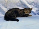 Enlarge Sofia, a Adoptable mixed breed in McCook, NE image 4/5