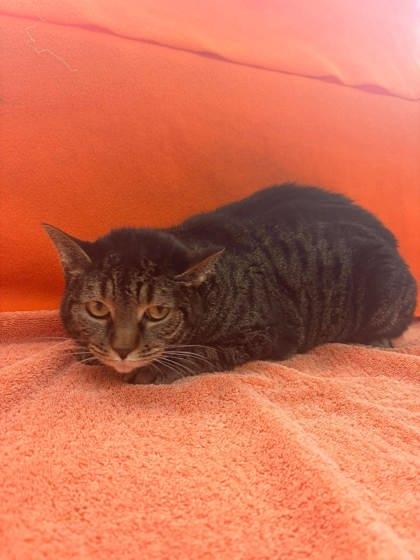 Enlarge Sofia, a Adoptable mixed breed in McCook, NE image 2/5