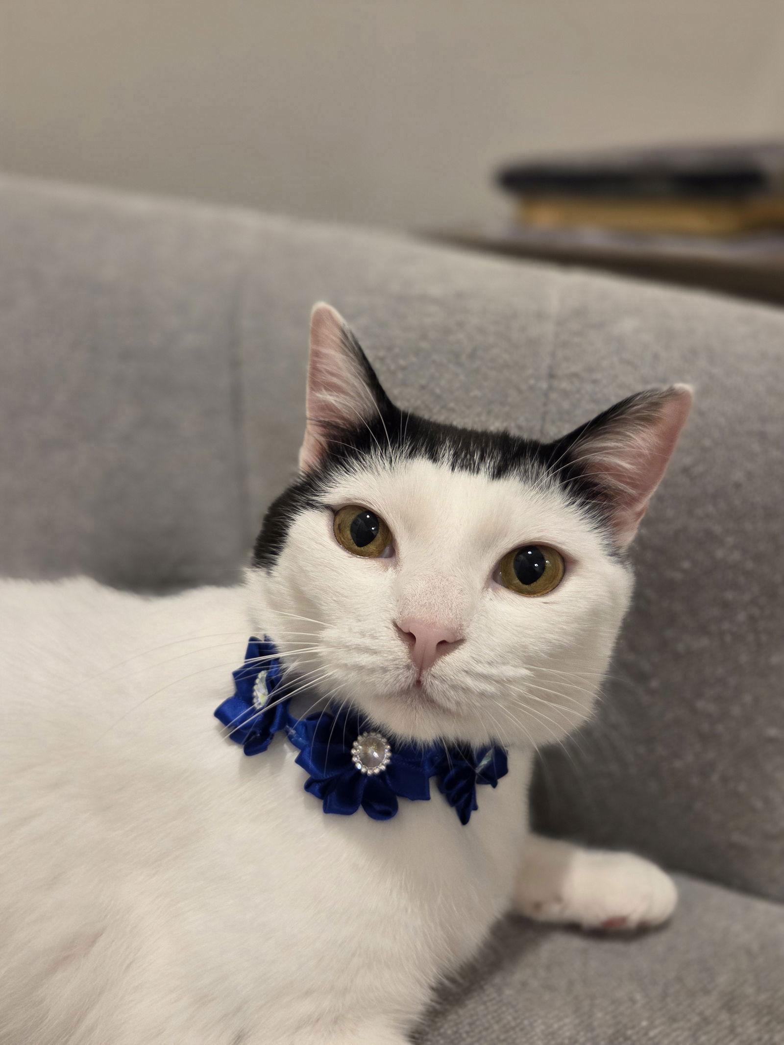 Enlarge Barbara, a Adoptable Domestic Short Hair in Attalla, AL image 2/3