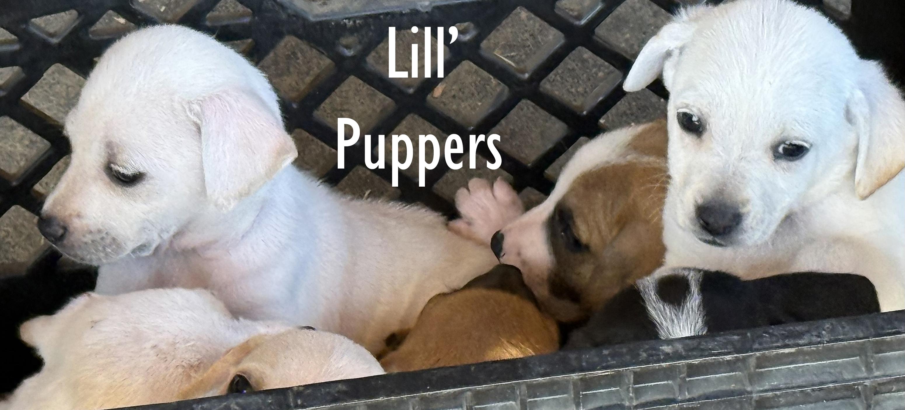 Enlarge Passle of Puppies, a ADOPTABLE mixed breed in Poway, CA image 1/6