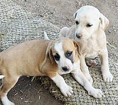 Enlarge Passle of Puppies, a ADOPTABLE mixed breed in Poway, CA image 4/6