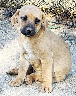 Enlarge Passle of Puppies, a ADOPTABLE mixed breed in Poway, CA image 5/6